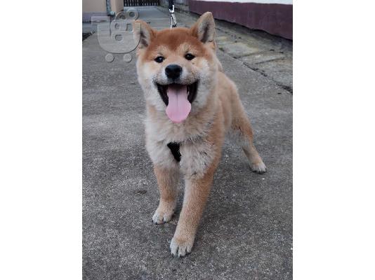 Shiba inu